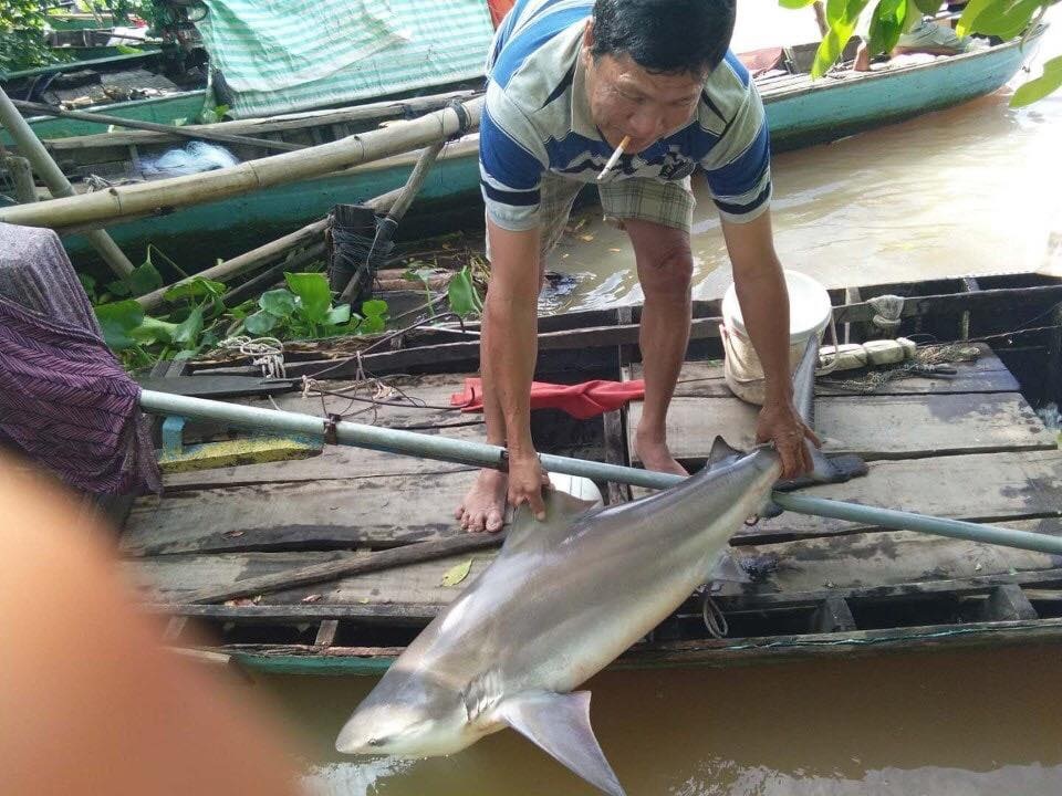 Người dân Đồng Tháp bắt được cá lạ, nghi cá mập - 1 Người dân Đồng Tháp bắt được cá lạ, nghi cá mập - 1