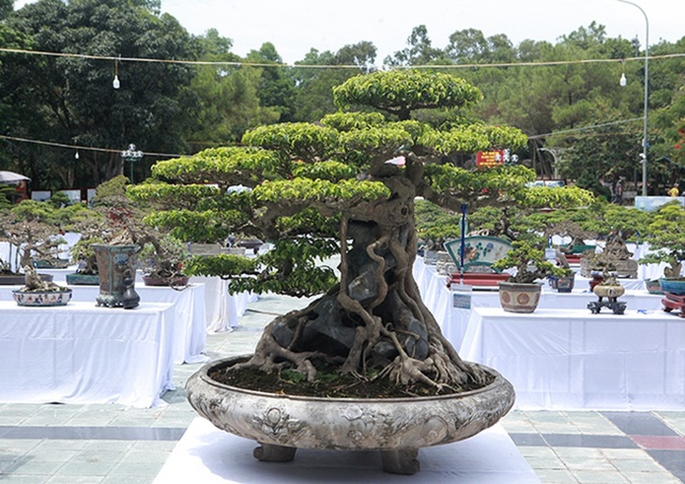 “Siêu cây” 23 tỷ đồng có thật đặc biệt, hay chỉ hư danh? - 3 “Siêu cây” 23 tỷ đồng có thật đặc biệt, hay chỉ hư danh? - 3