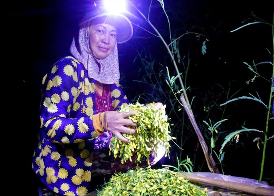 Xuyên đêm hái bông điên điển - 1 Xuyên đêm hái bông điên điển - 1