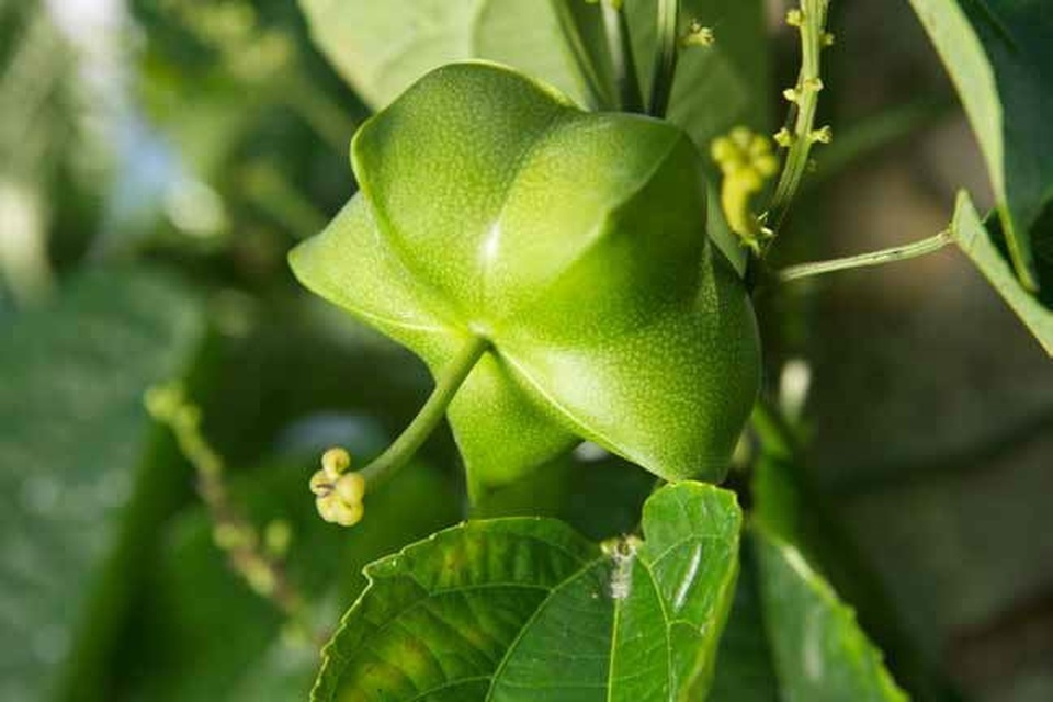 Đua nhau trồng sachi, “vỡ mộng” vì cây “tiền tỷ” - 2 Đua nhau trồng sachi, “vỡ mộng” vì cây “tiền tỷ” - 2