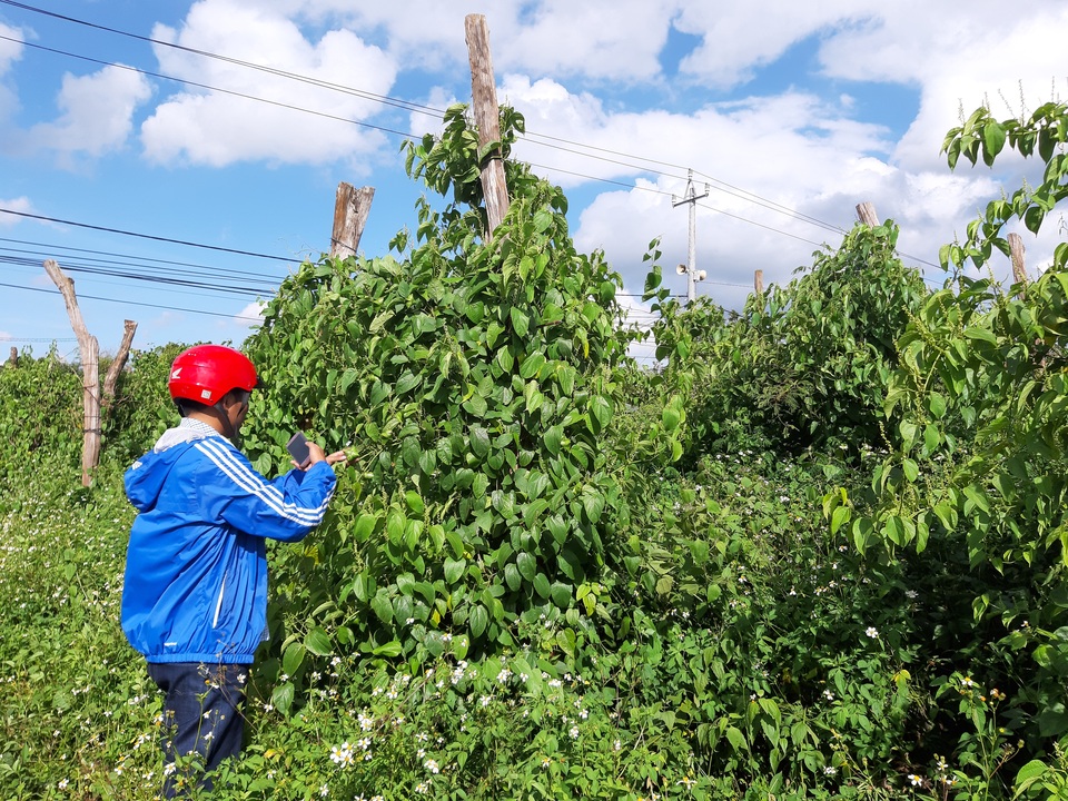 Đua nhau trồng sachi, “vỡ mộng” vì cây “tiền tỷ” - 3 Đua nhau trồng sachi, “vỡ mộng” vì cây “tiền tỷ” - 3