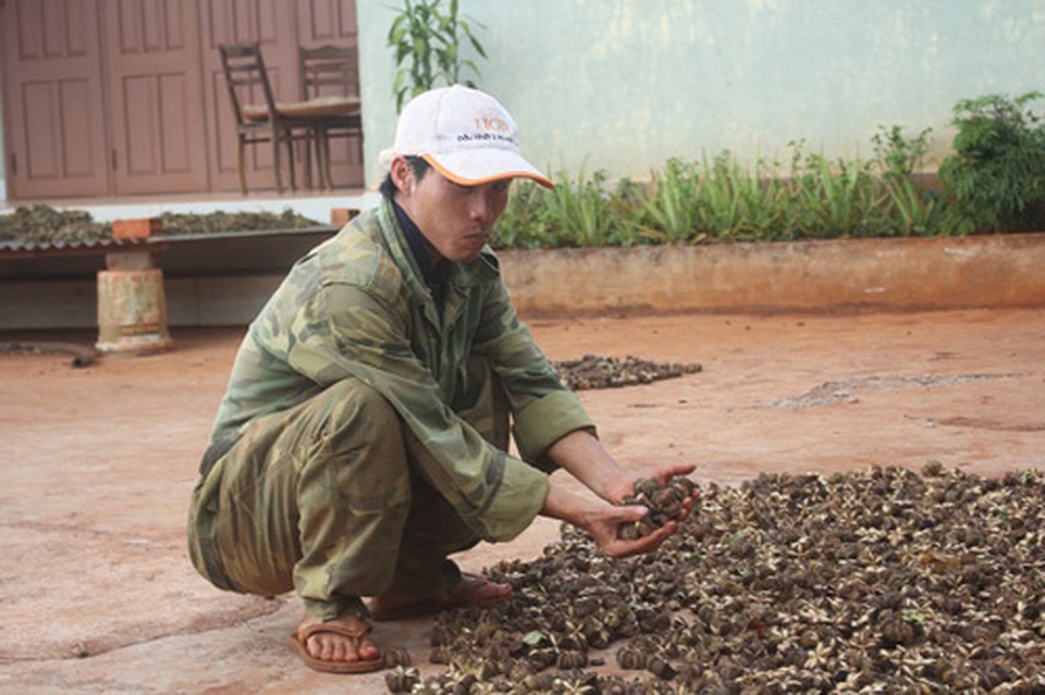 Đua nhau trồng sachi, “vỡ mộng” vì cây “tiền tỷ” - 4 Đua nhau trồng sachi, “vỡ mộng” vì cây “tiền tỷ” - 4
