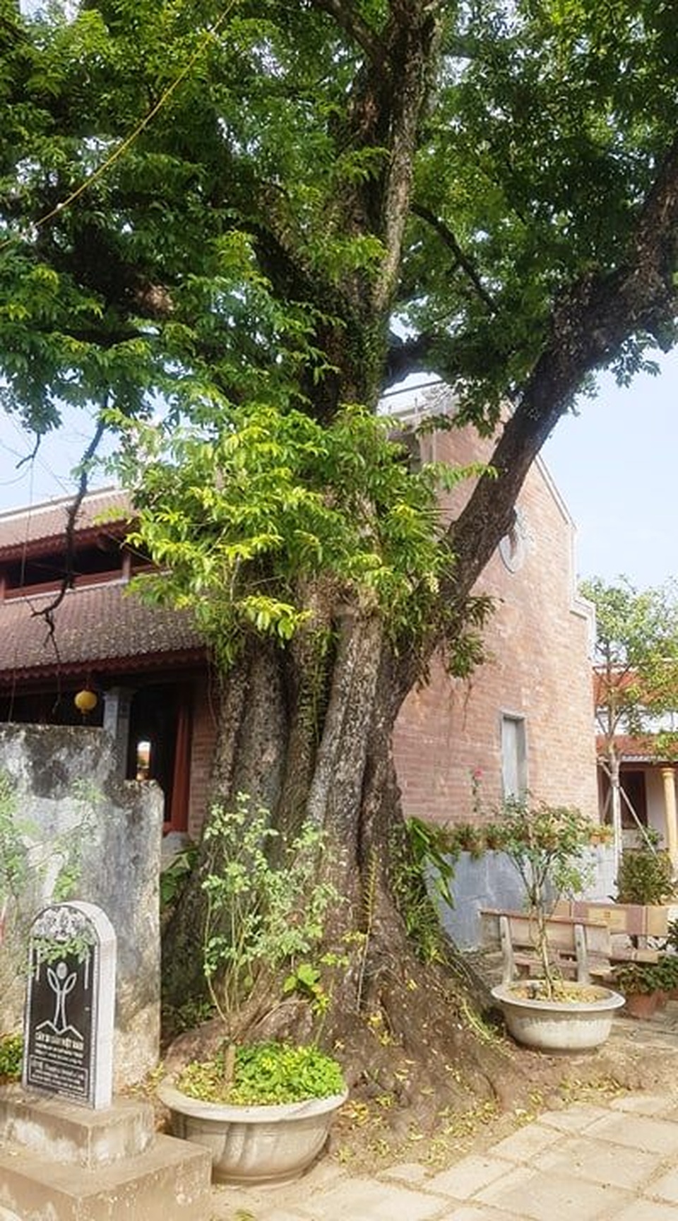 Ngôi chùa cổ có 2 cây di sản đầu tiên ở Ninh Bình - 11 Ngôi chùa cổ có 2 cây di sản đầu tiên ở Ninh Bình - 11