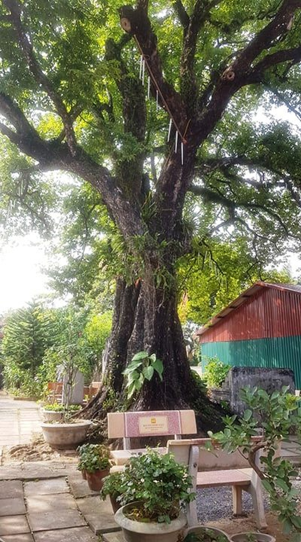 Ngôi chùa cổ có 2 cây di sản đầu tiên ở Ninh Bình - 13 Ngôi chùa cổ có 2 cây di sản đầu tiên ở Ninh Bình - 13