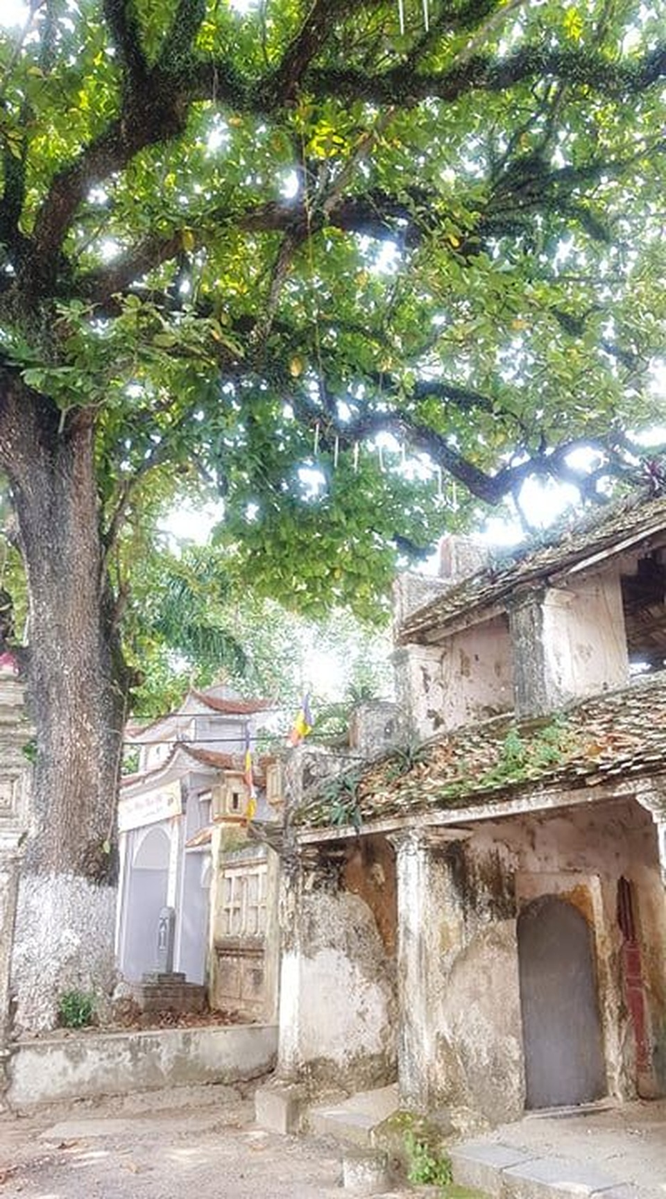 Ngôi chùa cổ có 2 cây di sản đầu tiên ở Ninh Bình - 4 Ngôi chùa cổ có 2 cây di sản đầu tiên ở Ninh Bình - 4