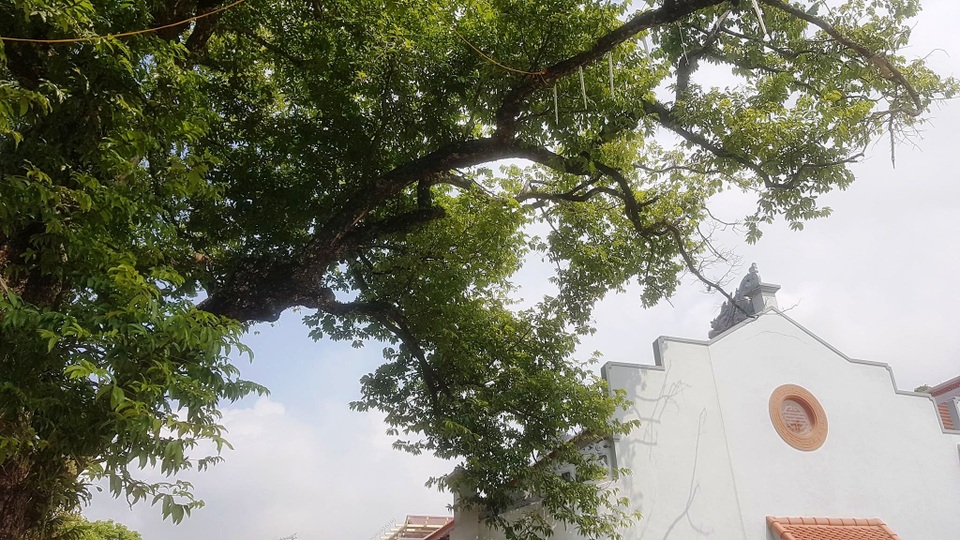 Ngôi chùa cổ có 2 cây di sản đầu tiên ở Ninh Bình - 10 Ngôi chùa cổ có 2 cây di sản đầu tiên ở Ninh Bình - 10
