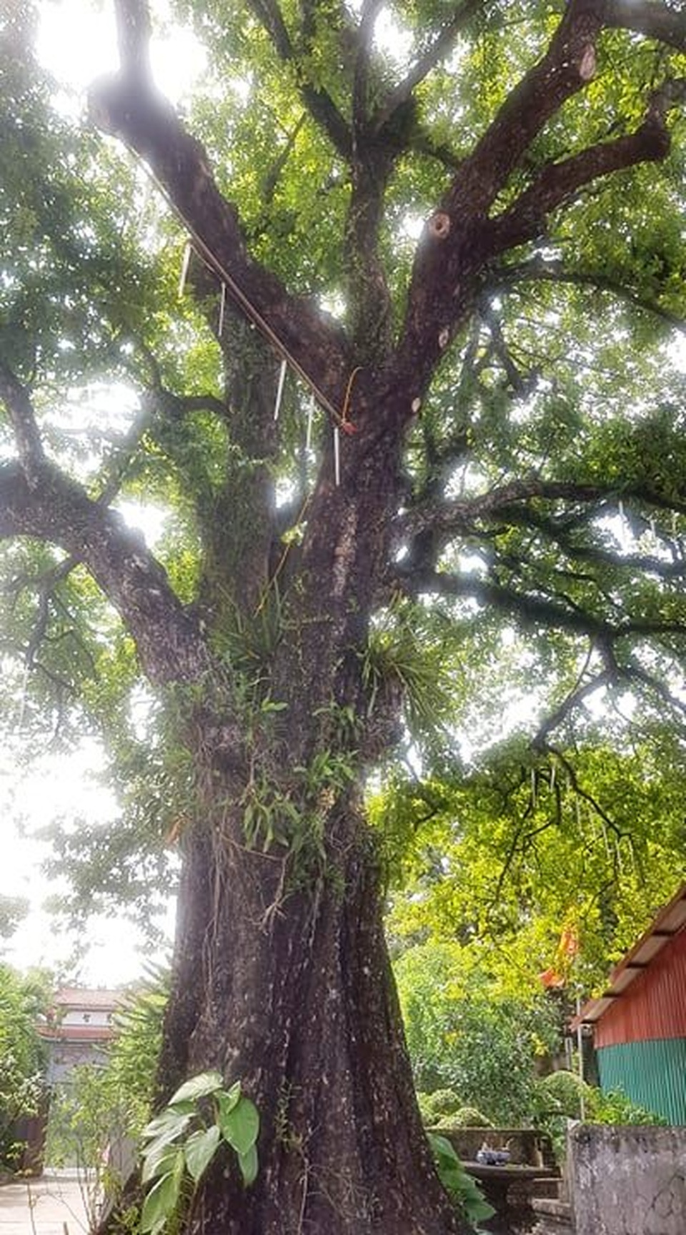 Ngôi chùa cổ có 2 cây di sản đầu tiên ở Ninh Bình - 9 Ngôi chùa cổ có 2 cây di sản đầu tiên ở Ninh Bình - 9