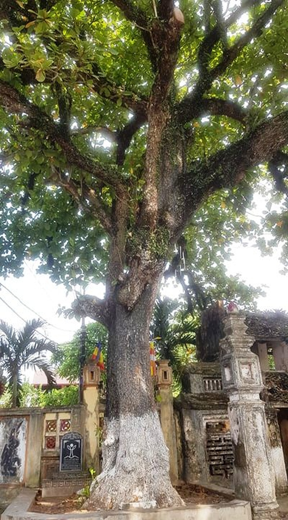 Ngôi chùa cổ có 2 cây di sản đầu tiên ở Ninh Bình - 7 Ngôi chùa cổ có 2 cây di sản đầu tiên ở Ninh Bình - 7