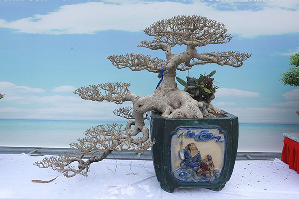 Mãn nhãn với vẻ đẹp kỳ dị của hàng trăm cây sanh bonsai ở Thanh Hóa - 11 Mãn nhãn với vẻ đẹp kỳ dị của hàng trăm cây sanh bonsai ở Thanh Hóa - 11
