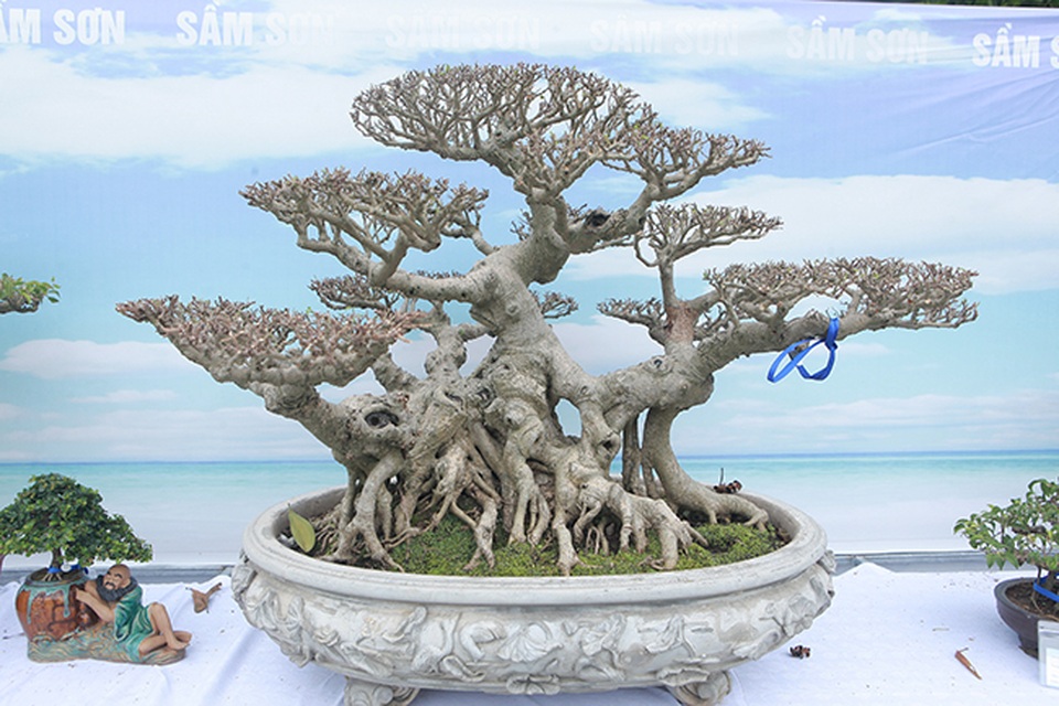 Mãn nhãn với vẻ đẹp kỳ dị của hàng trăm cây sanh bonsai ở Thanh Hóa - 12 Mãn nhãn với vẻ đẹp kỳ dị của hàng trăm cây sanh bonsai ở Thanh Hóa - 12