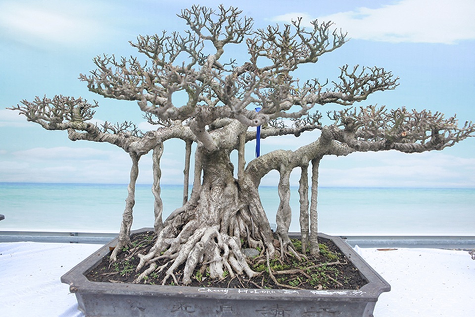 Mãn nhãn với vẻ đẹp kỳ dị của hàng trăm cây sanh bonsai ở Thanh Hóa - 13 Mãn nhãn với vẻ đẹp kỳ dị của hàng trăm cây sanh bonsai ở Thanh Hóa - 13