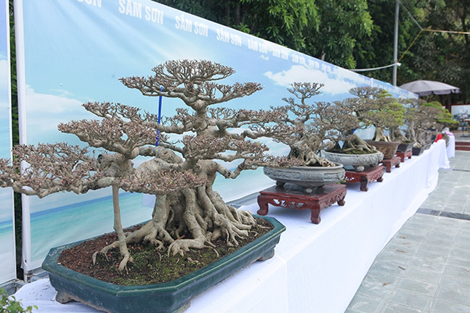 Mãn nhãn với vẻ đẹp kỳ dị của hàng trăm cây sanh bonsai ở Thanh Hóa - 2 Mãn nhãn với vẻ đẹp kỳ dị của hàng trăm cây sanh bonsai ở Thanh Hóa - 2