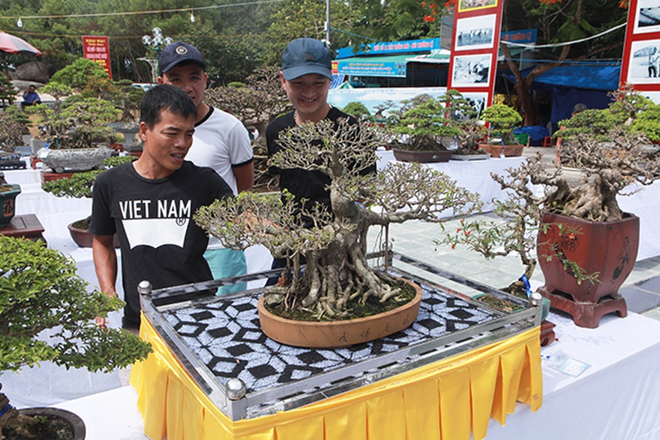Mãn nhãn với vẻ đẹp kỳ dị của hàng trăm cây sanh bonsai ở Thanh Hóa - 3 Mãn nhãn với vẻ đẹp kỳ dị của hàng trăm cây sanh bonsai ở Thanh Hóa - 3