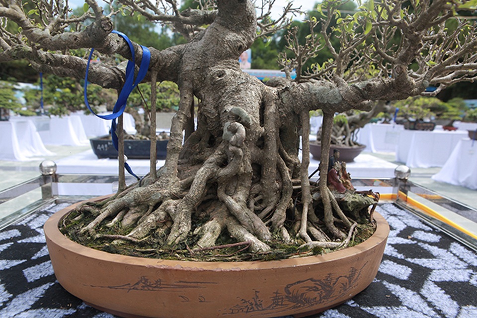 Mãn nhãn với vẻ đẹp kỳ dị của hàng trăm cây sanh bonsai ở Thanh Hóa - 4 Mãn nhãn với vẻ đẹp kỳ dị của hàng trăm cây sanh bonsai ở Thanh Hóa - 4