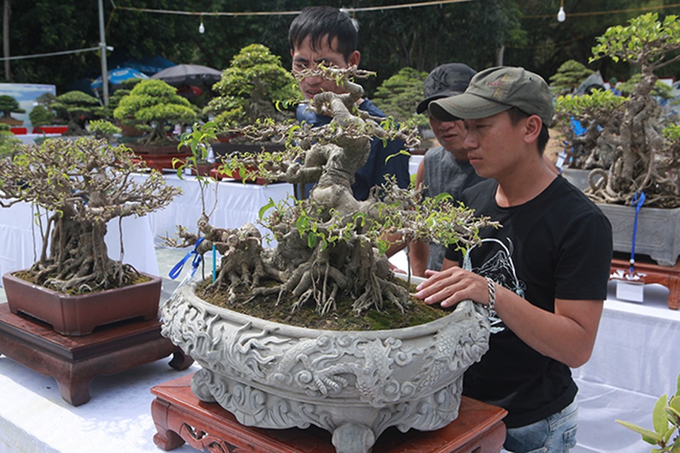 Mãn nhãn với vẻ đẹp kỳ dị của hàng trăm cây sanh bonsai ở Thanh Hóa - 5 Mãn nhãn với vẻ đẹp kỳ dị của hàng trăm cây sanh bonsai ở Thanh Hóa - 5