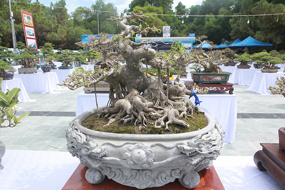 Mãn nhãn với vẻ đẹp kỳ dị của hàng trăm cây sanh bonsai ở Thanh Hóa - 6 Mãn nhãn với vẻ đẹp kỳ dị của hàng trăm cây sanh bonsai ở Thanh Hóa - 6