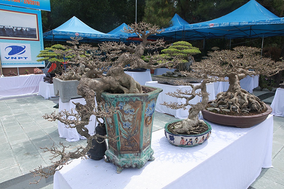 Mãn nhãn với vẻ đẹp kỳ dị của hàng trăm cây sanh bonsai ở Thanh Hóa - 9 Mãn nhãn với vẻ đẹp kỳ dị của hàng trăm cây sanh bonsai ở Thanh Hóa - 9
