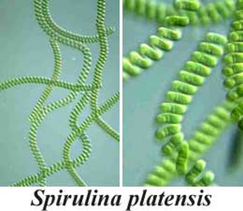 Vì sao tảo Spirulina được coi là “Thực phẩm bảo vệ sức khỏe tốt nhất của loài người trong thế kỷ 21”? - 2