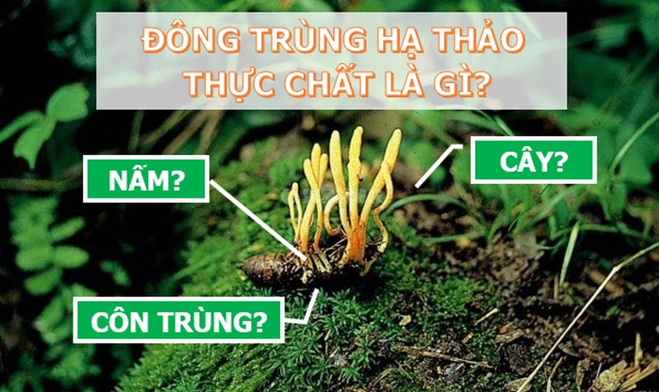 Chuyên gia giải đáp những thắc mắc về Đông trùng hạ thảo: Rất tốt nhưng không phải thần dược! - 1 Chuyên gia giải đáp những thắc mắc về Đông trùng hạ thảo: Rất tốt nhưng không phải thần dược! - 1