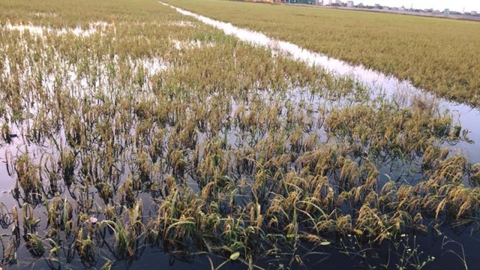 Một đợt mất mùa có thể làm cả xã nông thôn mới trắng tay! - 1 Một đợt mất mùa có thể làm cả xã nông thôn mới trắng tay! - 1