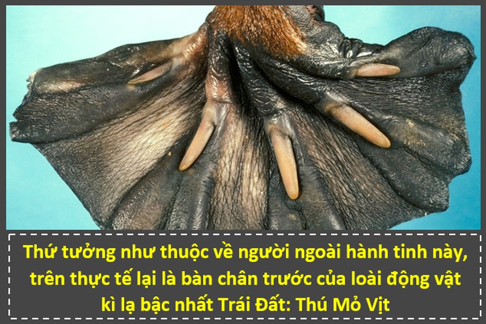 “Zoom” cận cảnh cảnh những bộ phận trên cơ thể động vật để thấy được điều bất ngờ! - 7 “Zoom” cận cảnh cảnh những bộ phận trên cơ thể động vật để thấy được điều bất ngờ! - 7
