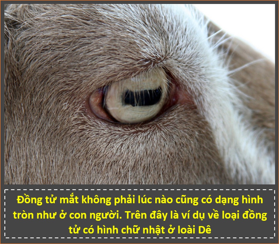“Zoom” cận cảnh cảnh những bộ phận trên cơ thể động vật để thấy được điều bất ngờ! - 2 “Zoom” cận cảnh cảnh những bộ phận trên cơ thể động vật để thấy được điều bất ngờ! - 2