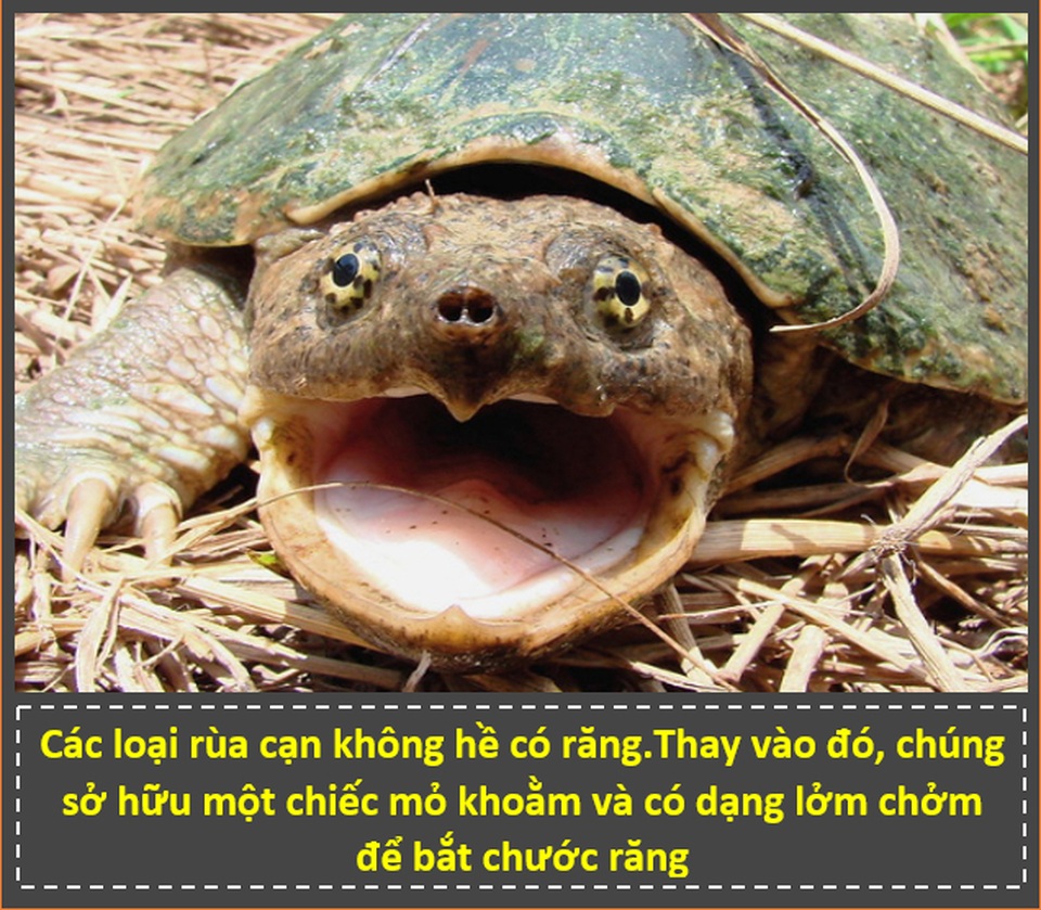 “Zoom” cận cảnh cảnh những bộ phận trên cơ thể động vật để thấy được điều bất ngờ! - 1 “Zoom” cận cảnh cảnh những bộ phận trên cơ thể động vật để thấy được điều bất ngờ! - 1