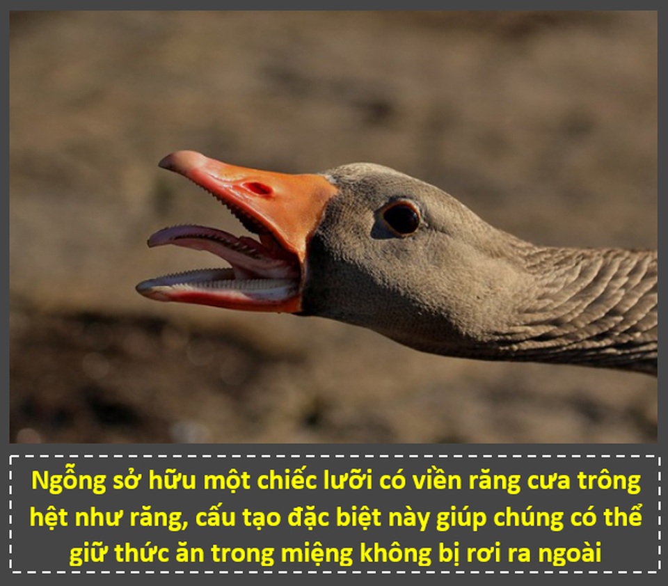 “Zoom” cận cảnh cảnh những bộ phận trên cơ thể động vật để thấy được điều bất ngờ! - 9 “Zoom” cận cảnh cảnh những bộ phận trên cơ thể động vật để thấy được điều bất ngờ! - 9