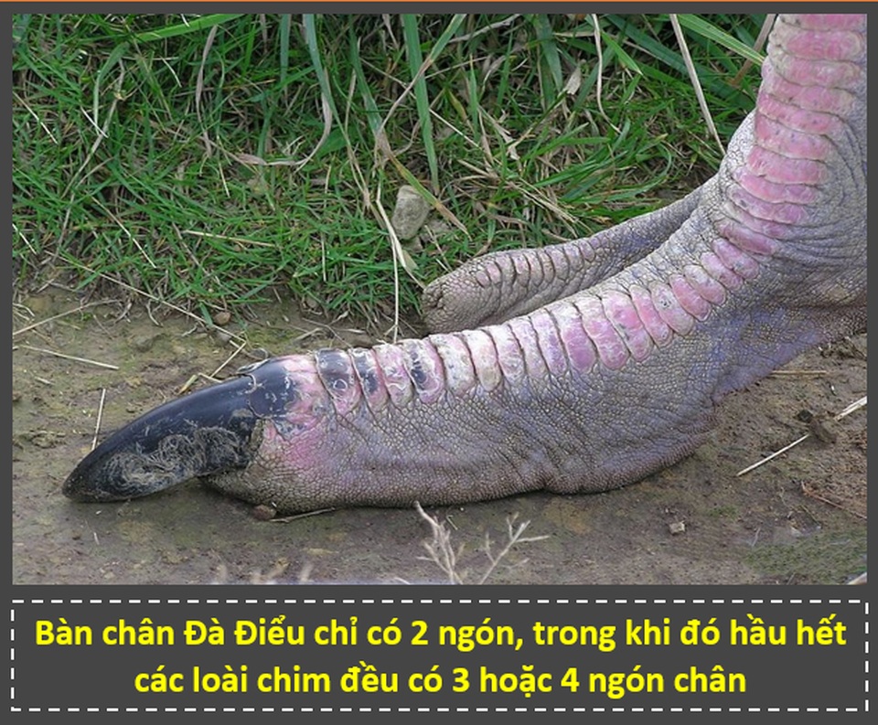 “Zoom” cận cảnh cảnh những bộ phận trên cơ thể động vật để thấy được điều bất ngờ! - 3 “Zoom” cận cảnh cảnh những bộ phận trên cơ thể động vật để thấy được điều bất ngờ! - 3