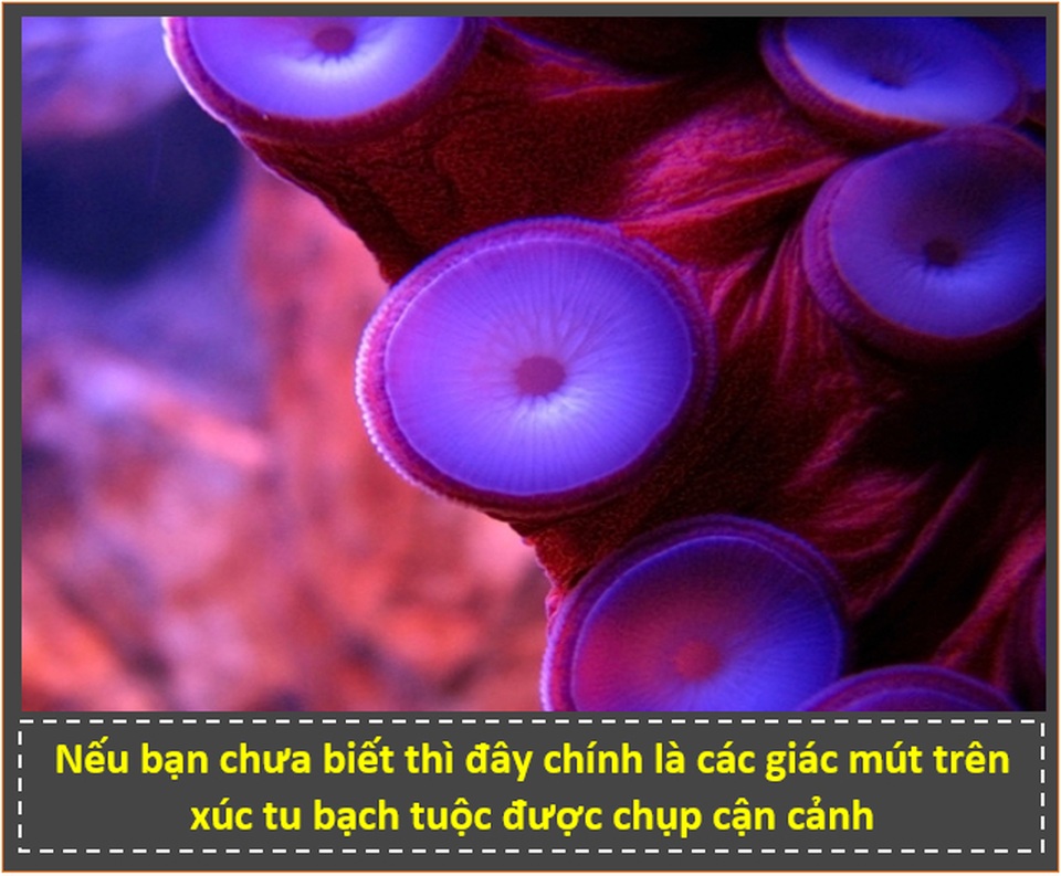“Zoom” cận cảnh cảnh những bộ phận trên cơ thể động vật để thấy được điều bất ngờ! - 5 “Zoom” cận cảnh cảnh những bộ phận trên cơ thể động vật để thấy được điều bất ngờ! - 5
