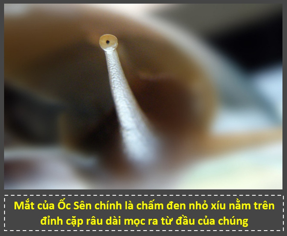“Zoom” cận cảnh cảnh những bộ phận trên cơ thể động vật để thấy được điều bất ngờ! - 11 “Zoom” cận cảnh cảnh những bộ phận trên cơ thể động vật để thấy được điều bất ngờ! - 11