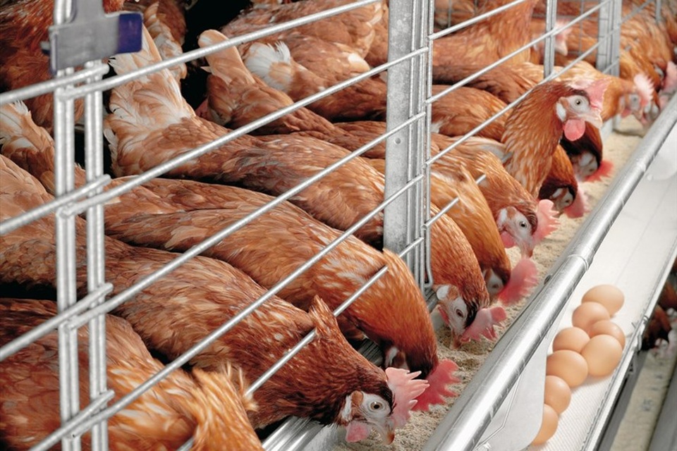 Giá gà “rớt thảm”, ngành chăn nuôi gia cầm nói do lỗi Tổng cục Thống kê - 1 Giá gà “rớt thảm”, ngành chăn nuôi gia cầm nói do lỗi Tổng cục Thống kê - 1