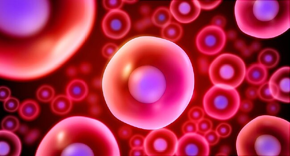 Tín hiệu mừng từ việc ghép tế bào gốc điều trị bệnh phổi tắc nghẽn - 2 Tín hiệu mừng từ việc ghép tế bào gốc điều trị bệnh phổi tắc nghẽn - 2