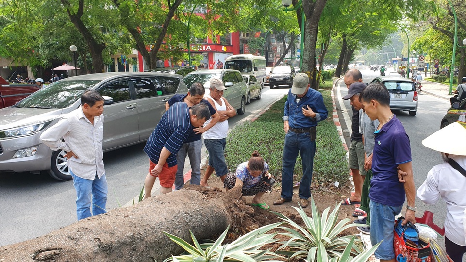 Hà Nội: Cây phượng “khủng” đổ trúng đầu xe ô tô, tài xế hú vía - 5 Hà Nội: Cây phượng “khủng” đổ trúng đầu xe ô tô, tài xế hú vía - 5
