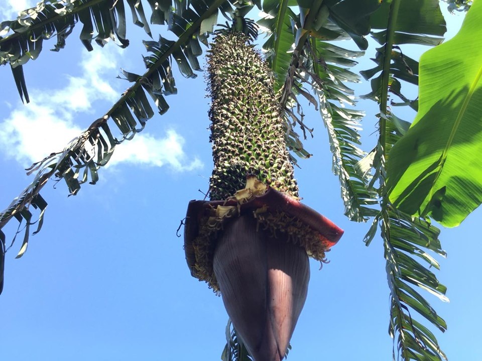 Kỳ lạ buồng chuối cô đơn trổ gần 350 nải - 1 Kỳ lạ buồng chuối cô đơn trổ gần 350 nải - 1