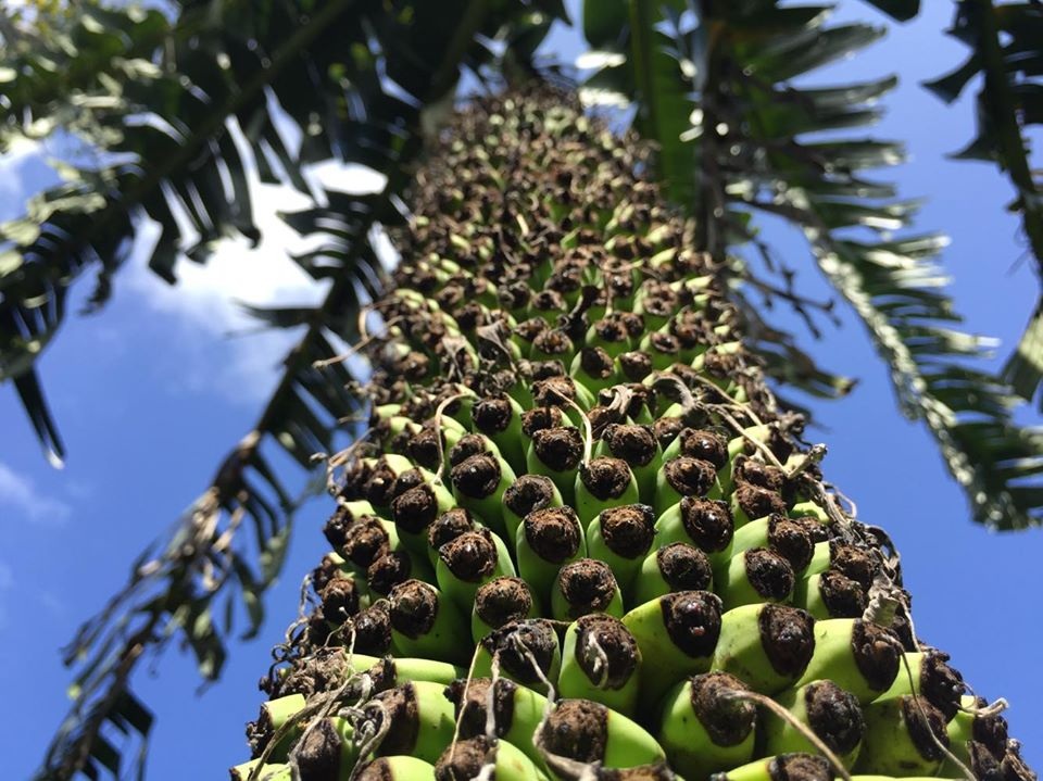 Kỳ lạ buồng chuối cô đơn trổ gần 350 nải - 2 Kỳ lạ buồng chuối cô đơn trổ gần 350 nải - 2