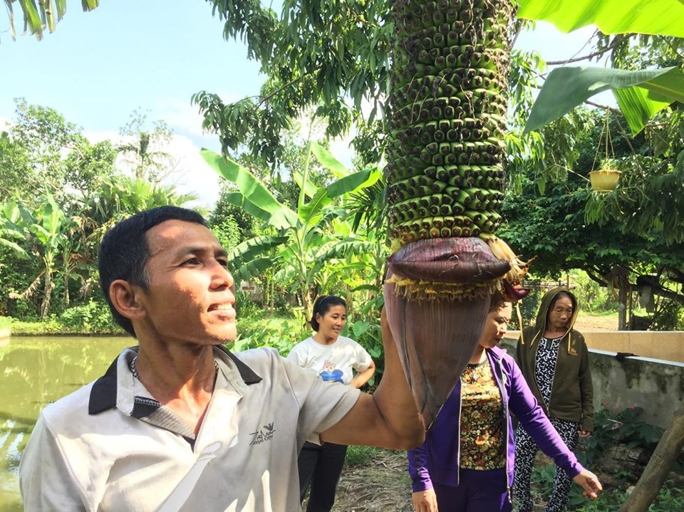 Kỳ lạ buồng chuối cô đơn trổ gần 350 nải - 3 Kỳ lạ buồng chuối cô đơn trổ gần 350 nải - 3