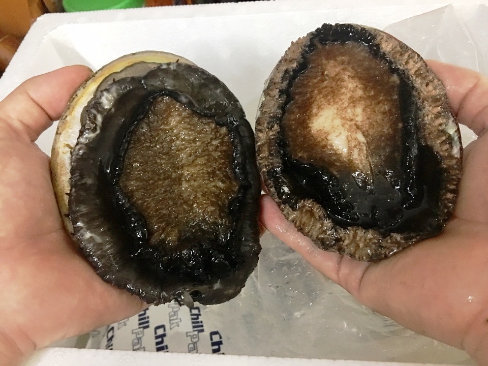 Tranh nhau săn bào ngư Úc “siêu to, khổng lồ” giá nửa chỉ vàng/kg - 1 Tranh nhau săn bào ngư Úc “siêu to, khổng lồ” giá nửa chỉ vàng/kg - 1