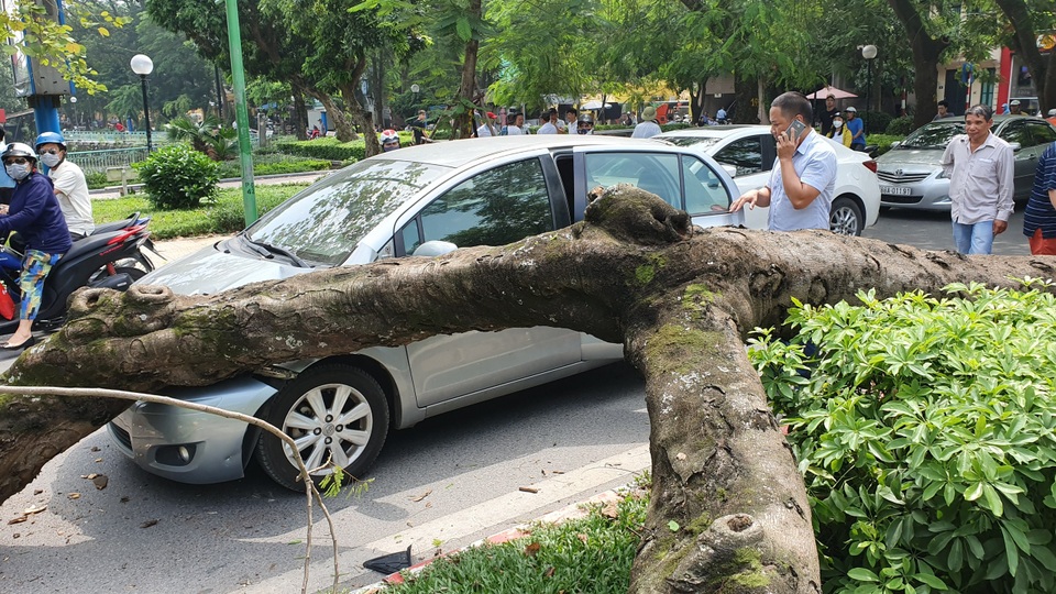 Hà Nội: Cây phượng “khủng” đổ trúng đầu xe ô tô, tài xế hú vía - 1 Hà Nội: Cây phượng “khủng” đổ trúng đầu xe ô tô, tài xế hú vía - 1