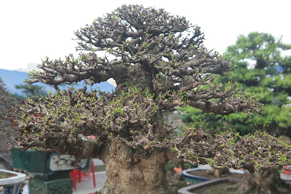 Choáng ngợp bộ 3 mai chiếu thủy giá 5 tỷ đồng lần đầu xuất hiện - 7 Choáng ngợp bộ 3 mai chiếu thủy giá 5 tỷ đồng lần đầu xuất hiện - 7