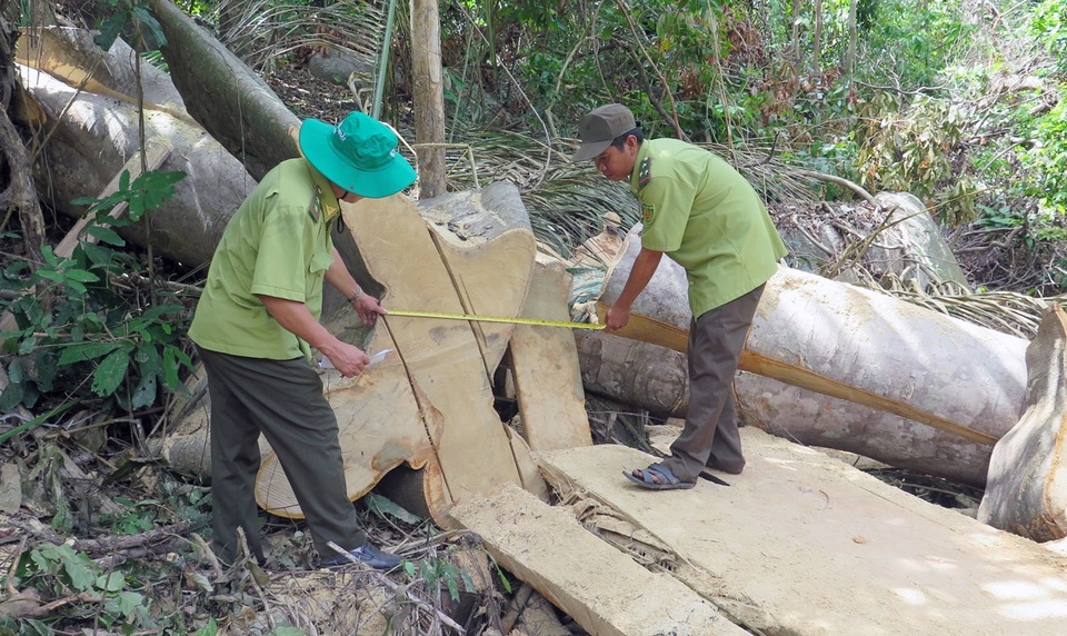 Cận cảnh rừng tự nhiên bị phá tan hoang tại Phú Yên! - 1 Cận cảnh rừng tự nhiên bị phá tan hoang tại Phú Yên! - 1