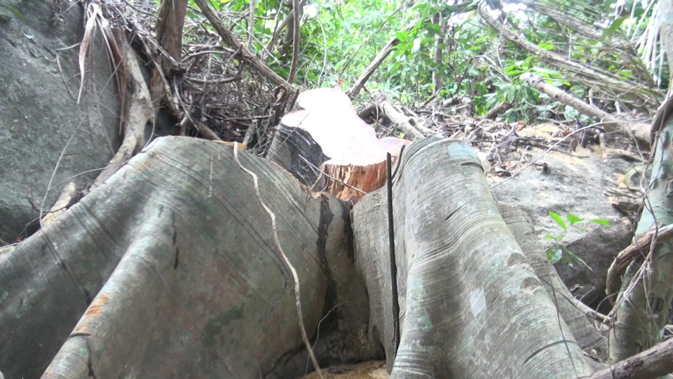 Cận cảnh rừng tự nhiên bị phá tan hoang tại Phú Yên! - 5 Cận cảnh rừng tự nhiên bị phá tan hoang tại Phú Yên! - 5