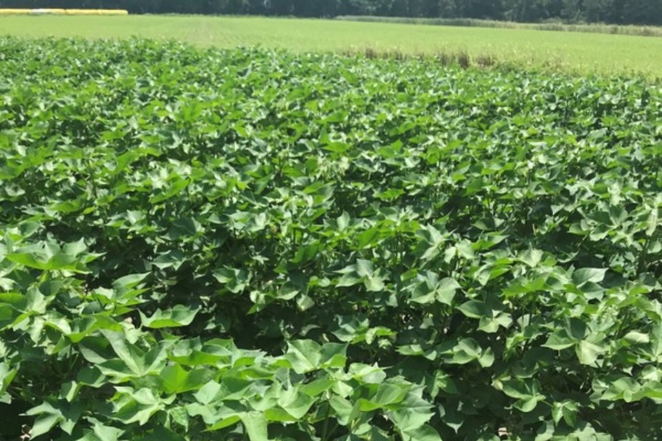 Hoa Kỳ cho phép bông biến đổi gen trở thành nguồn thực phẩm của con người - 1