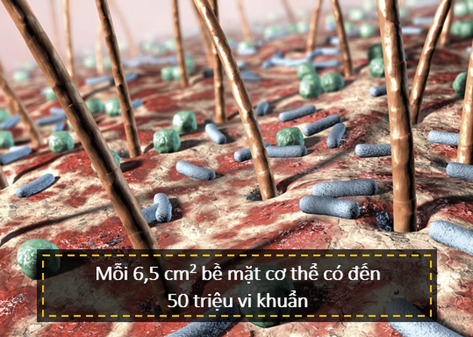 Là cơ quan lớn nhất và là thứ giúp chúng ta tồn tại, lớp da có cấu tạo như thế nào? - 6 Là cơ quan lớn nhất và là thứ giúp chúng ta tồn tại, lớp da có cấu tạo như thế nào? - 6