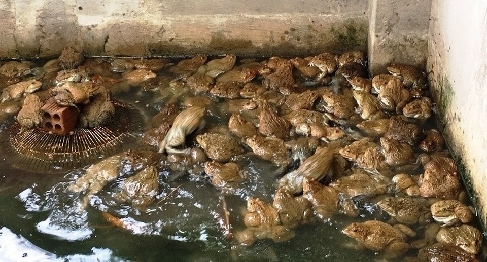 Khánh Hòa: Nuôi ếch ộp ở chuồng heo cũ kiếm gần 20 triệu đồng/tháng - 3 Khánh Hòa: Nuôi ếch ộp ở chuồng heo cũ kiếm gần 20 triệu đồng/tháng - 3
