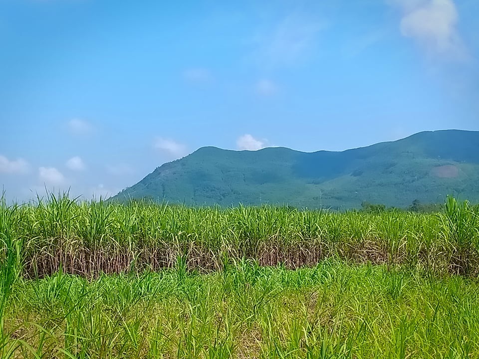 Người trồng mía khốn đốn vì công ty mía đường không chịu trả nợ - 3 Người trồng mía khốn đốn vì công ty mía đường không chịu trả nợ - 3