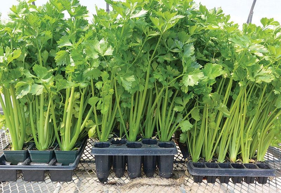 Tại sao Định Áp Vương lại giúp kiểm soát tình trạng huyết áp không ổn định ? - 3 Tại sao Định Áp Vương lại giúp kiểm soát tình trạng huyết áp không ổn định ? - 3
