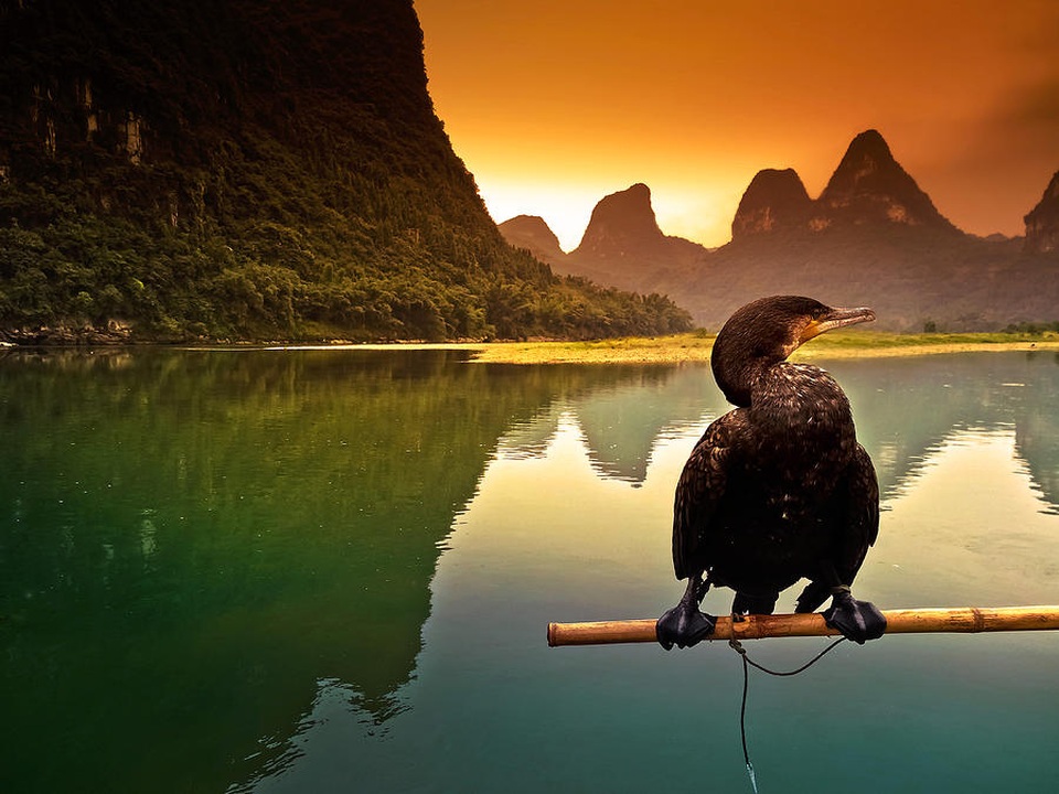 Độc đáo nghệ thuật câu cá trên sông ... bằng chim - 2 Độc đáo nghệ thuật câu cá trên sông ... bằng chim - 2