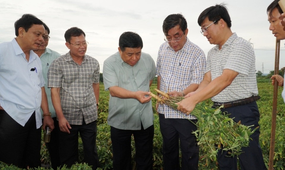 Quảng Trị: Trồng sâm Bố Chính trên đất đỏ bazan, thu lãi hơn nửa tỷ đồng - 1 Quảng Trị: Trồng sâm Bố Chính trên đất đỏ bazan, thu lãi hơn nửa tỷ đồng - 1