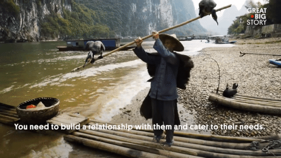 Độc đáo nghệ thuật câu cá trên sông ... bằng chim - 3 Độc đáo nghệ thuật câu cá trên sông ... bằng chim - 3
